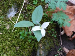 Trillium nivale