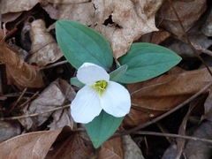 Trillium nivale