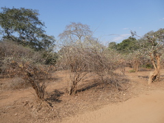 Combretum mossambicense