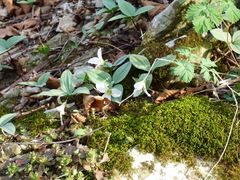 Trillium nivale