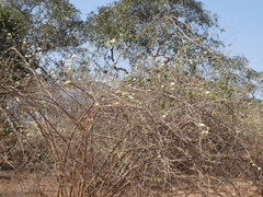 Combretum mossambicense