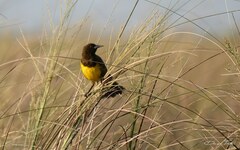 Pseudoleistes virescens