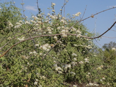 Combretum mossambicense