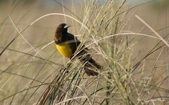 Pseudoleistes virescens