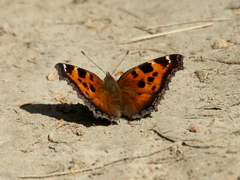 Nymphalis xanthomelas