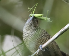 Cymbilaimus lineatus