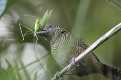 Cymbilaimus lineatus
