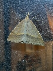 Epidesmia hypenaria