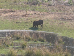 Phacochoerus africanus