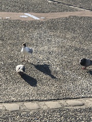 Chroicocephalus maculipennis