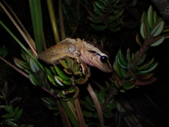Pristimantis achatinus