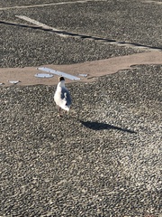 Chroicocephalus maculipennis