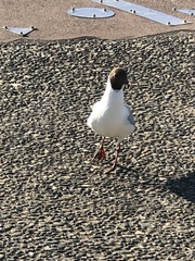 Chroicocephalus maculipennis