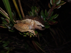 Pristimantis achatinus