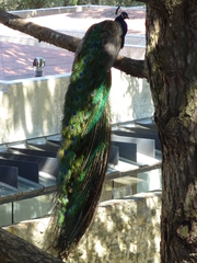 Pavo cristatus