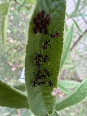 Aulacosternum nigrorubrum