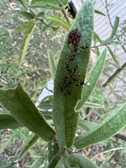 Aulacosternum nigrorubrum