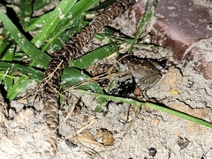 Eleutherodactylus planirostris