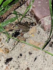 Eleutherodactylus planirostris