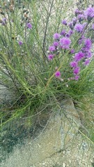 Vernonanthura nudiflora