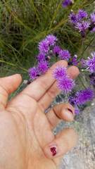 Vernonanthura nudiflora