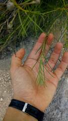 Vernonanthura nudiflora