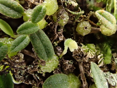 Bulbophyllum pygmaeum