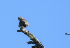 Buteo platypterus
