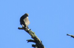 Buteo platypterus