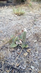 Stenandrium diphyllum