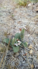 Stenandrium diphyllum