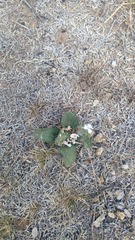 Stenandrium diphyllum