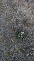 Stenandrium diphyllum