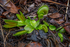 Dionaea muscipula
