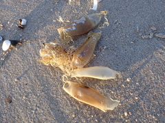 Scyliorhinus canicula