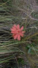 Sacoila lanceolata