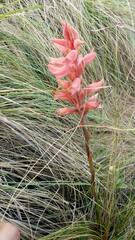 Sacoila lanceolata