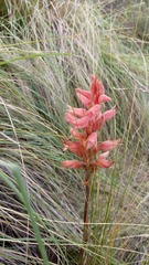 Sacoila lanceolata