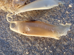 Scyliorhinus canicula