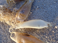 Scyliorhinus canicula