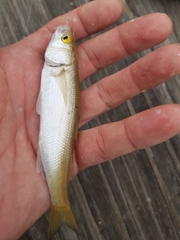 Aldrichetta forsteri