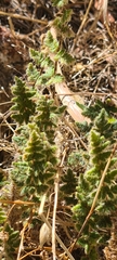 Asplenium subglandulosum