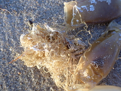 Scyliorhinus canicula