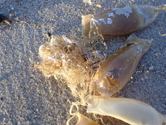 Scyliorhinus canicula