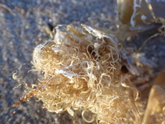 Scyliorhinus canicula