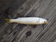 Aldrichetta forsteri