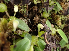 Bulbophyllum pygmaeum