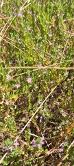 Lythrum hyssopifolia
