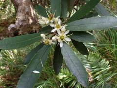 Ixerba brexioides