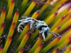 Lasioglossum pectorale